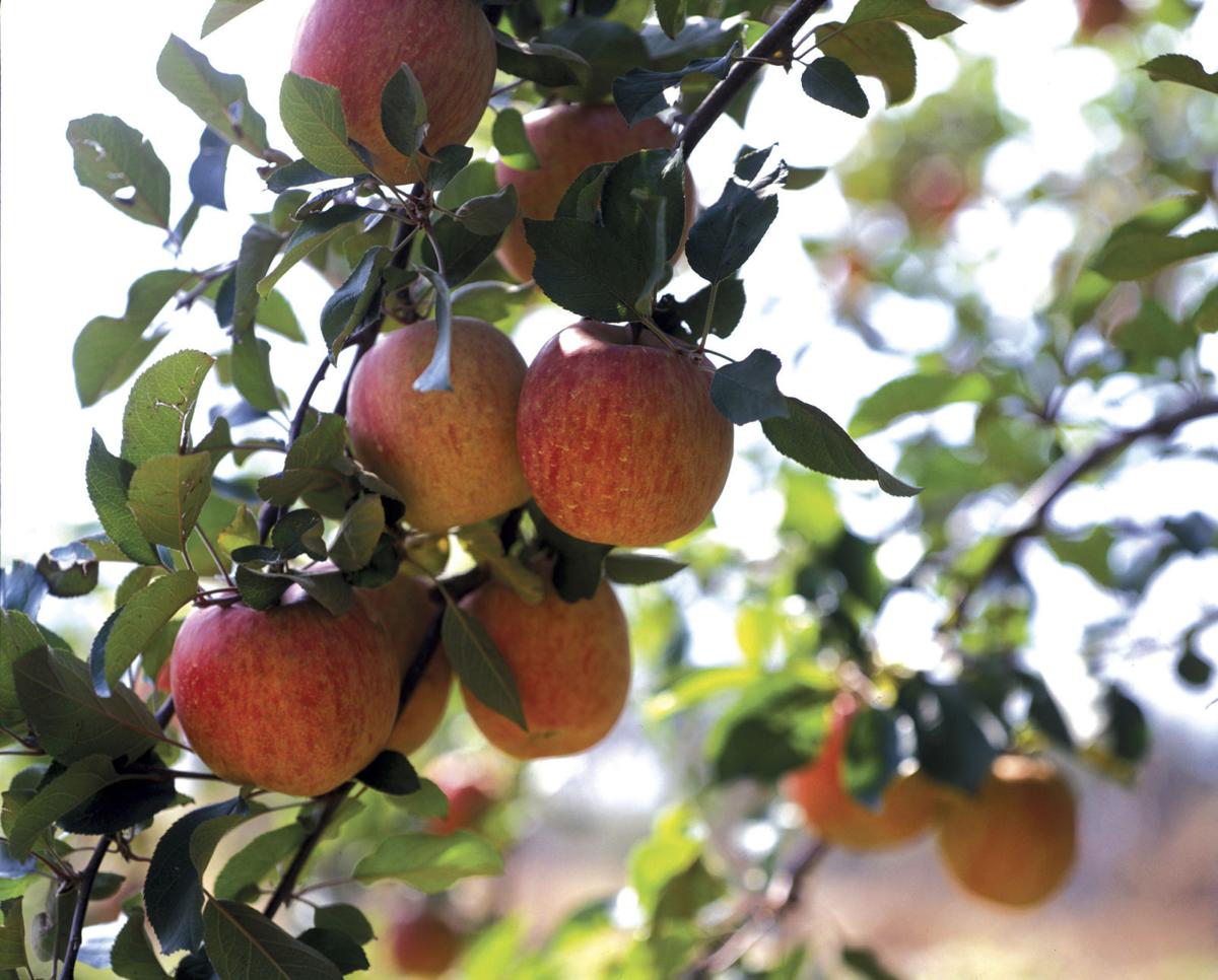 Dirty Fingernails Thinned apple trees are worth the effort Home and