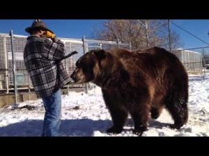 Utah’s Bart The Bear: Hollywood Star, Savior For Grizzly Habitat