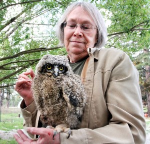 Volunteer mends the Bitterroot’s sick and injured birds