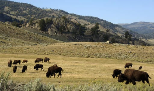 Montana lawmakers push for tribal bison hunts in Yellowstone