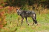 The alpha female of the Cache Creek Pack
