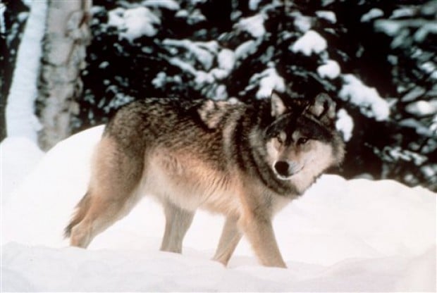 Wyoming Wolves