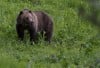 Grizzly bear shot, killed by Big Sky resident