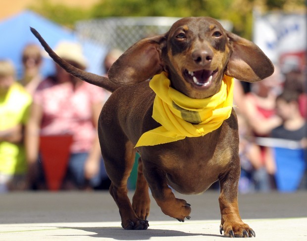 Adopt A Wiener Dog Adopt A Wiener Dog