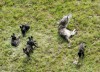 Wolf hunting yellowstone park