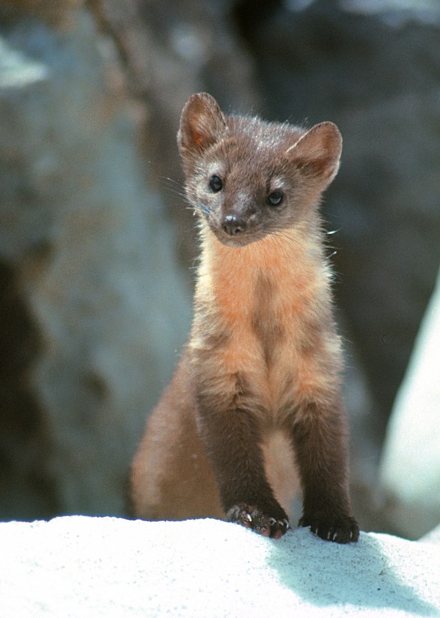 UM biology professor updates book on Montana's mammals