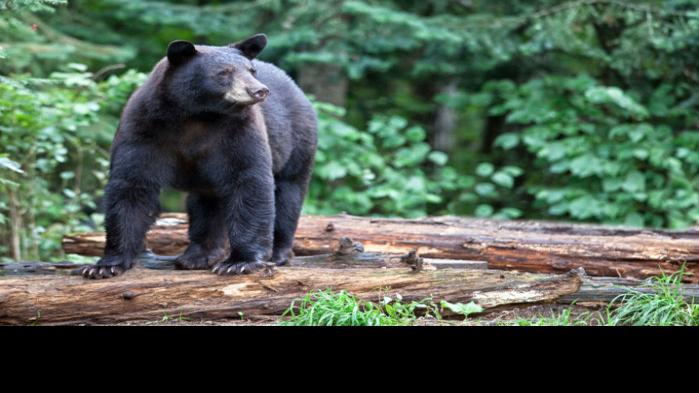 Food-conditioned bear euthanized in Glacier's Apgar Village - The Missoulian
