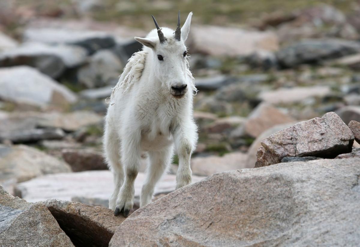 mountaingoat,mountaintop deadly bacteria spreads to alaska"s wild sheep, mountain goats