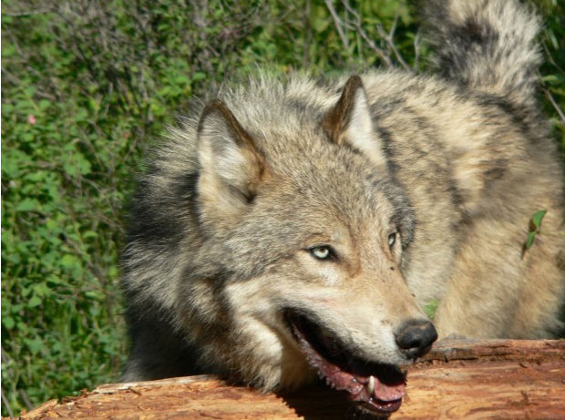 An adult male wolf from the Lazy Creek pack