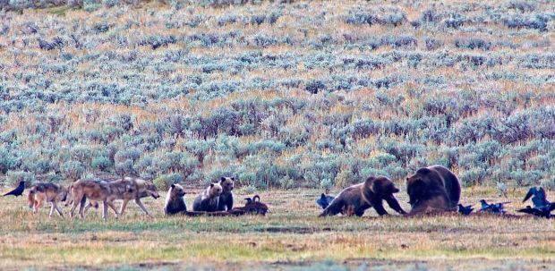 Yellowstone bison, grizzlies, wolves