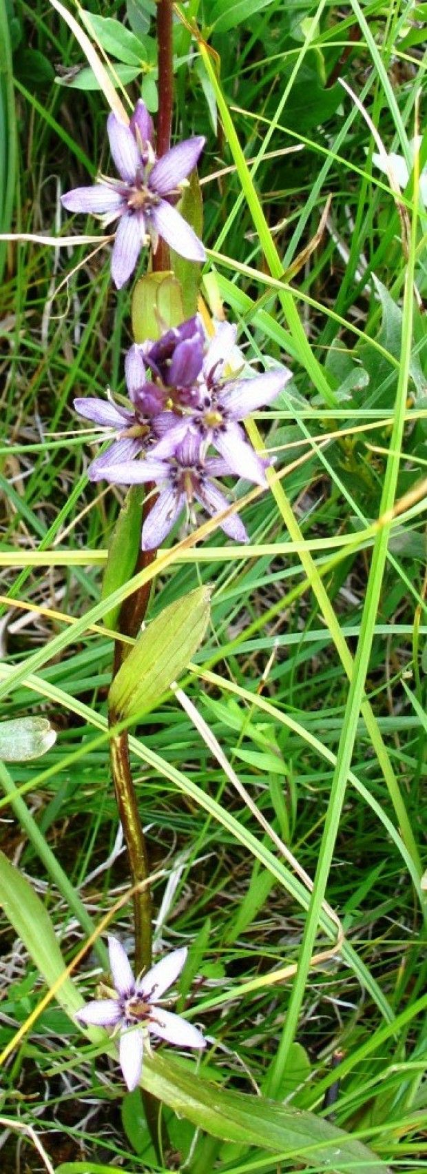 Fen club Wyoming Native Plant Society explores Beartooth