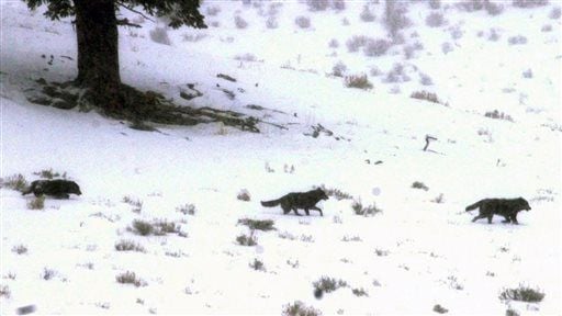 Yellowstone loses radio frequencies used to track wildlife