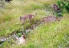 102512 wildlife camera2.jpg