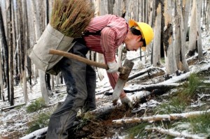 Crews reforesting burned areas of Bitterroot National Forest