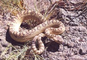 Rattlesnakes are emerging from dens - Idaho Mountain Express Newspaper