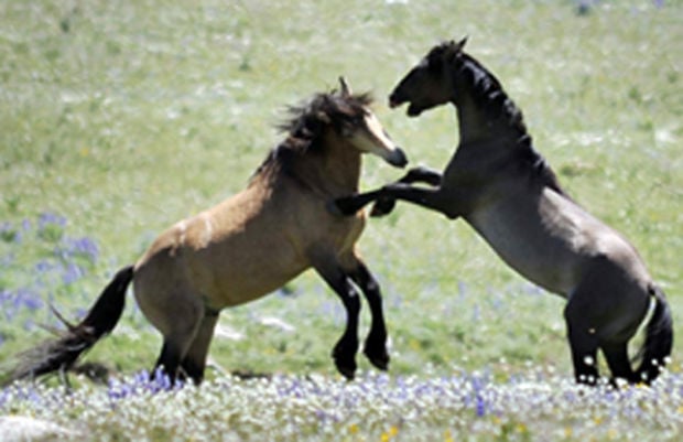Wild horses arrive - 700 geldings expected on the Ennis ranch by end of March