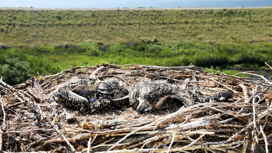 Canaries in the copper mine: Upper Clark Fork osprey decline leaves biologists wary 1 Canaries in the copper mine: Upper Clark Fork osprey decline leaves biologists wary