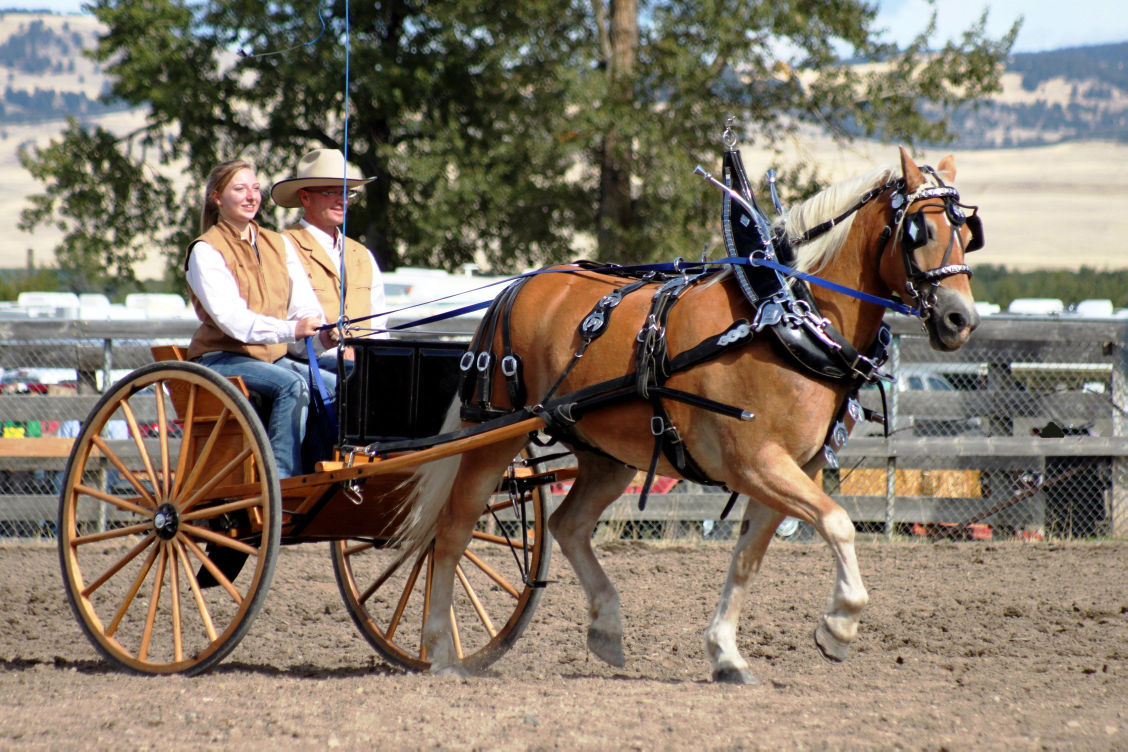 Winning Haflinger at Draft Horse Expo Butte News