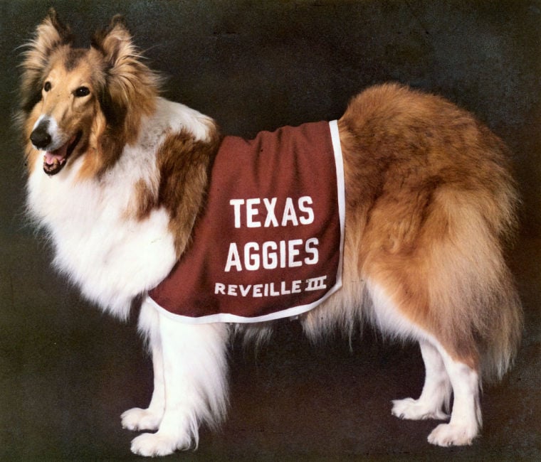 How a stray dog became Reveille, the First Lady of Aggieland, Reveille