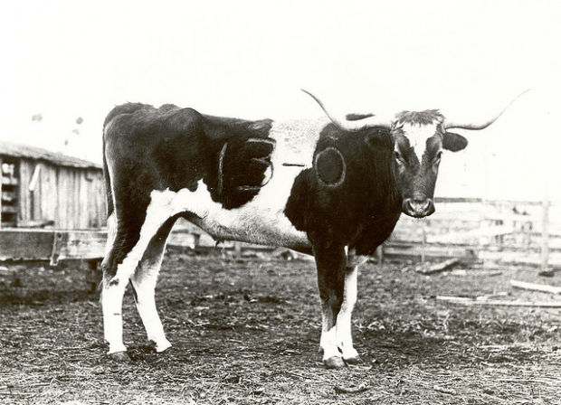 Bevo