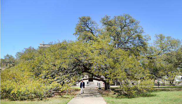 Century Tree1