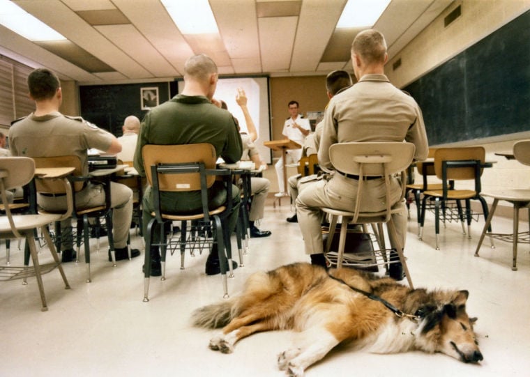 How a stray dog became Reveille, the First Lady of Aggieland Reveille