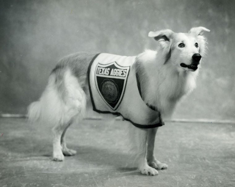 Reveille IX officially ends her reign as First Lady of Texas A&M University