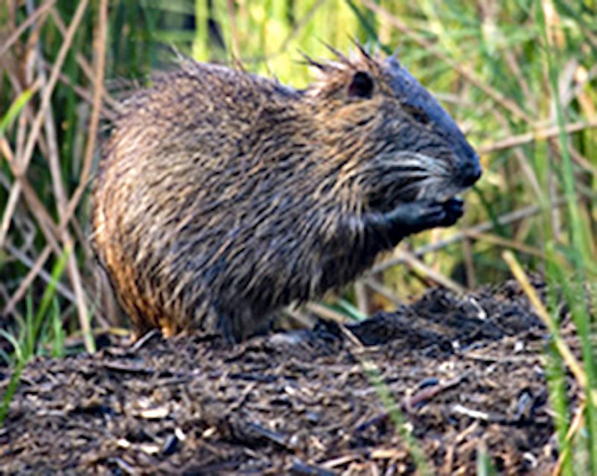 Friends of Blackwater to offer program on nutria eradication