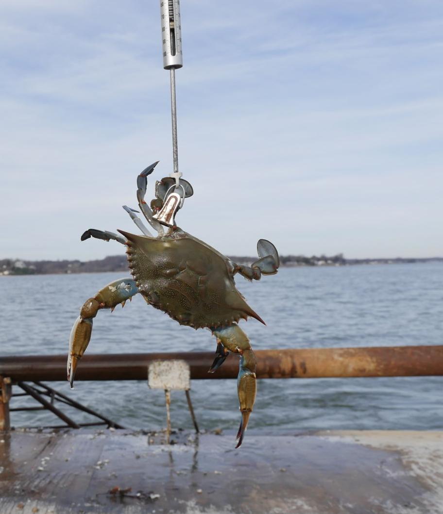 Females up, males down in blue crab dredge survey News