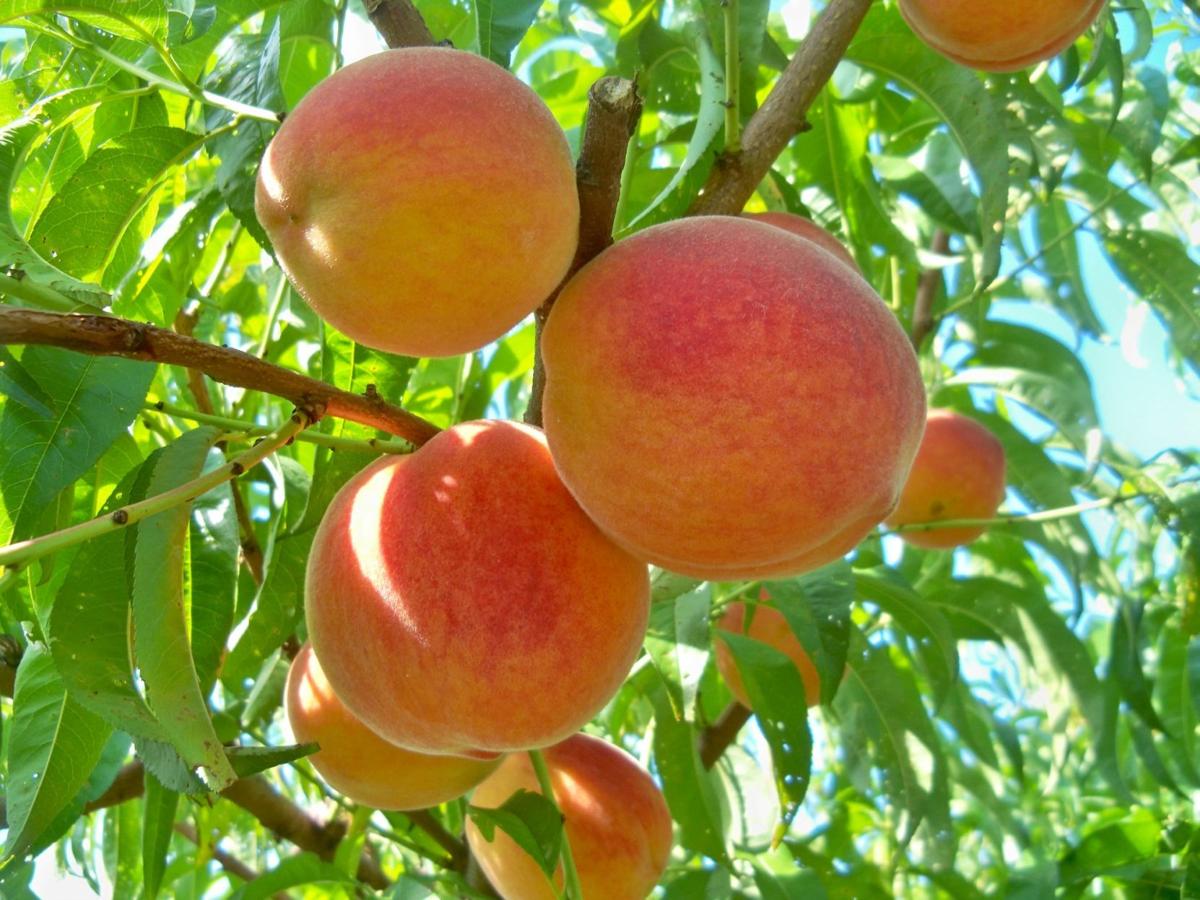 Sudlersville to hold annual peach festival Aug. 8 Queen Annes County