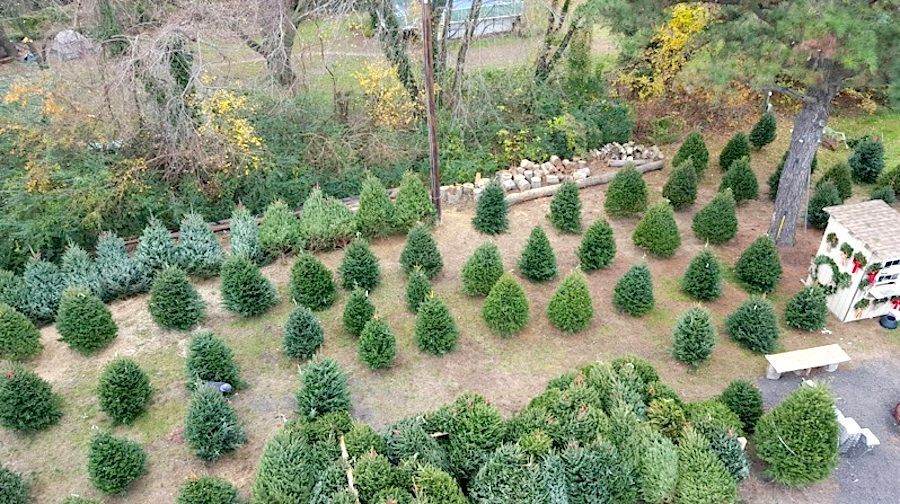grasonville vfd selling christmas trees wreaths queen grasonville vfd selling christmas trees wreaths queen
