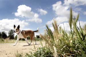 Vets warn against foxtail dangers; pet owners take heed