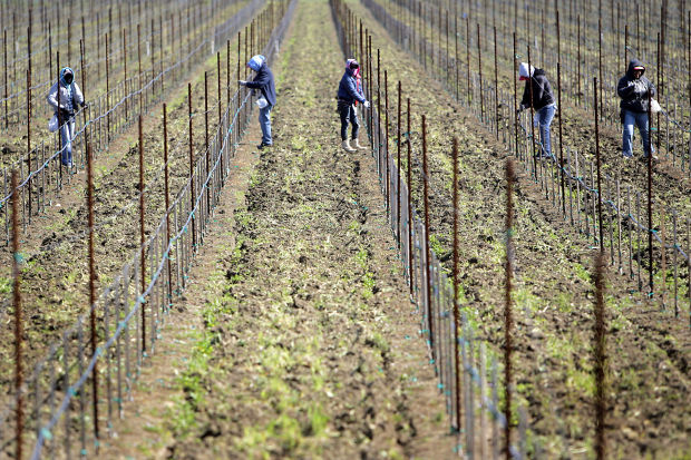 Soil dry but rainfall normal at Napa Valley vineyards
