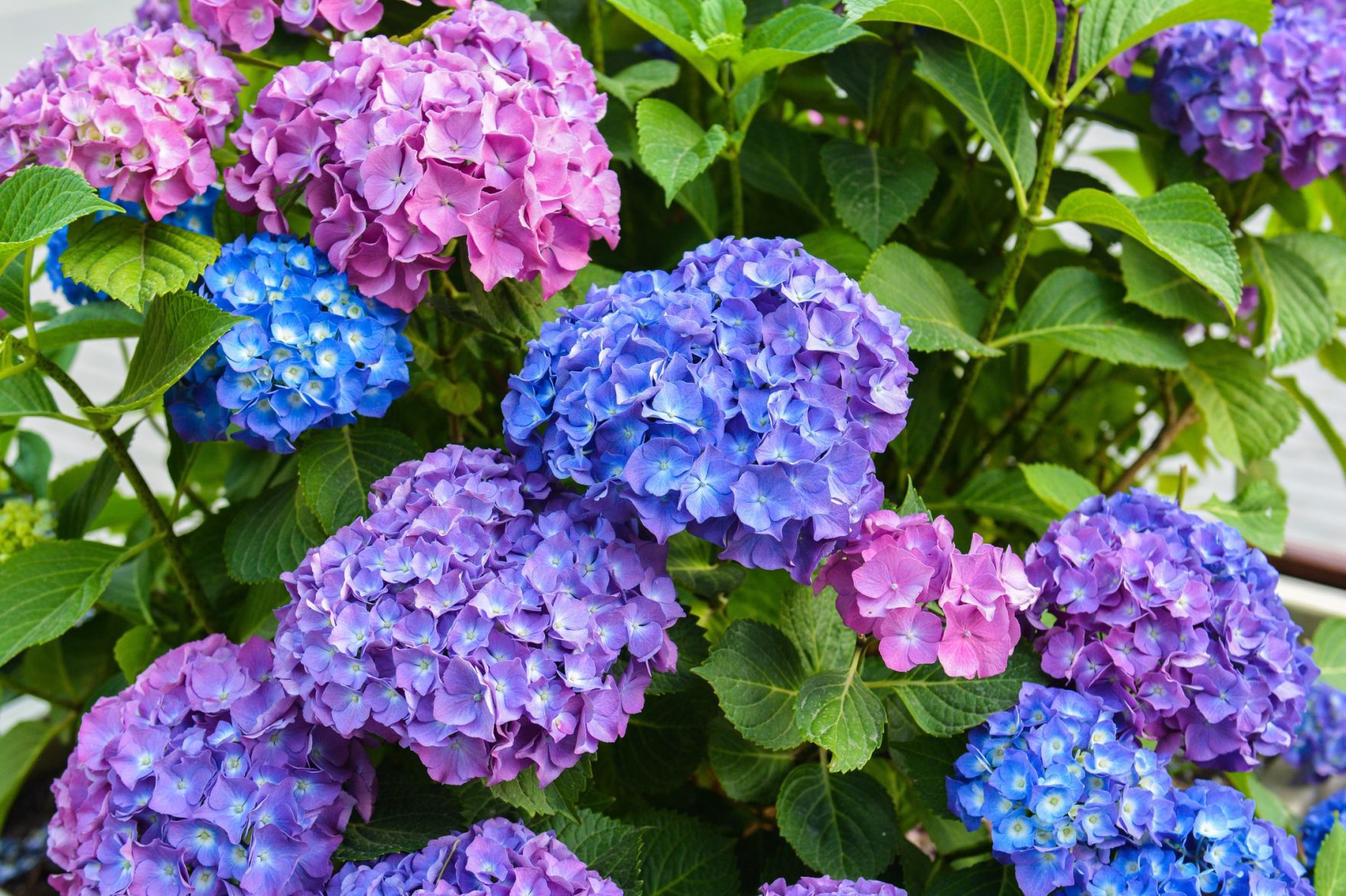 How To Grow Hydrangeas | Master Gardener | Napavalleyregister.com