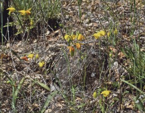 GALLERY: Dr. Dick's Wildflower Guide