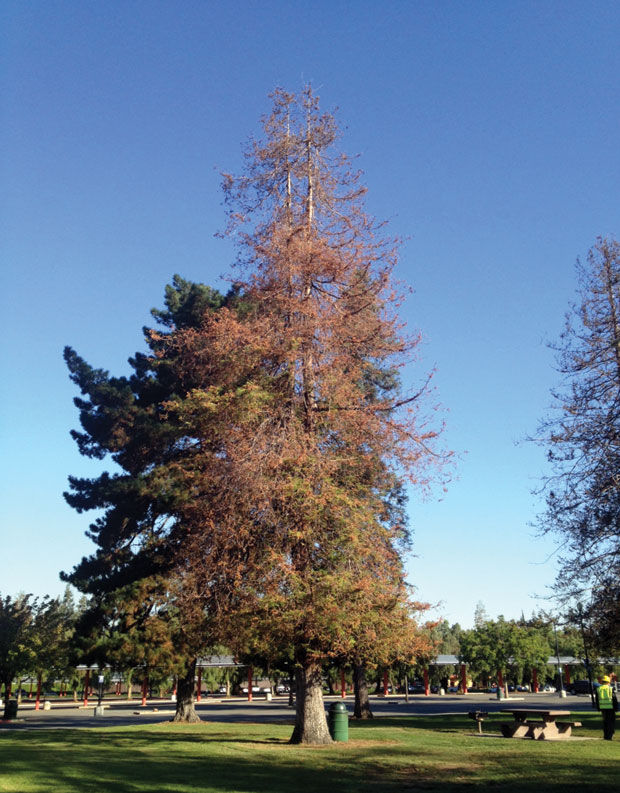 Redwoods and recycled water