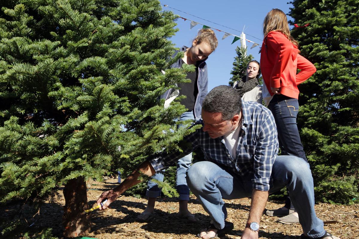 napa families start decking their halls at christmas tree napa families start decking their halls at christmas tree