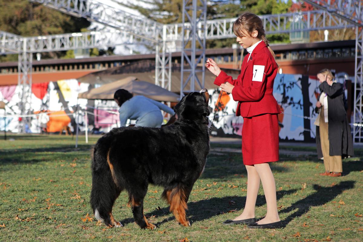 Wine Country Kennel Club Dog Show Wine Country Kennel Club Dog Show
