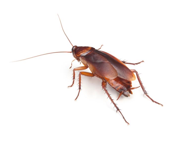 How many types of bugs live in your house right this minute? Science