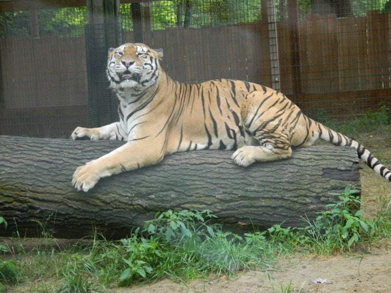 Living treasures animal park discount coupons