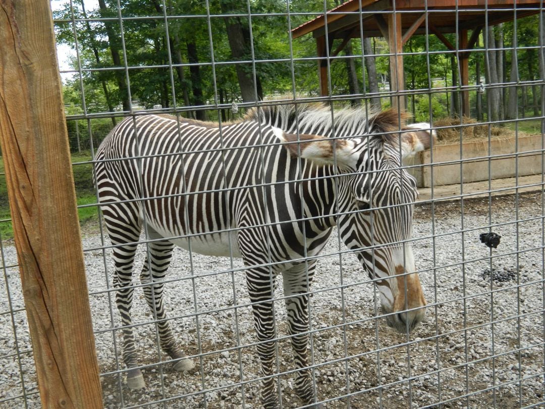 Living treasures animal park discount coupons