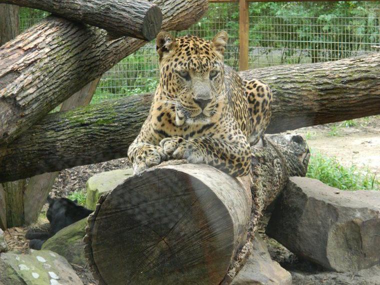 Living treasures animal park discount coupons