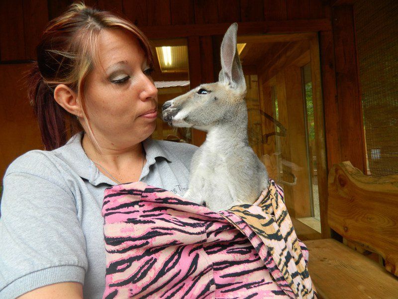 Living treasures animal park discount coupons