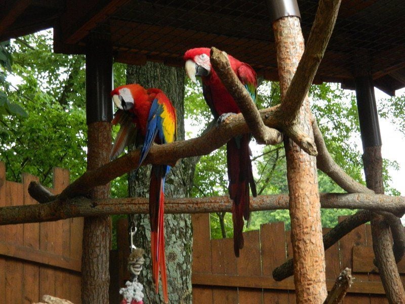 Living treasures animal park discount coupons