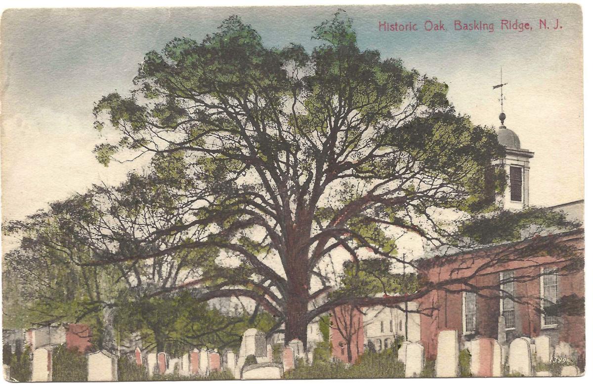 7 cherry tree ridge nj fund raiser set for removal of historic basking ridge oak tree bernardsville news news 7 cherry tree ridge nj fund raiser set for removal of historic basking ridge oak tree bernardsville news news