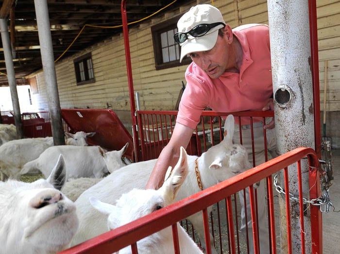 Goats Spider Silk