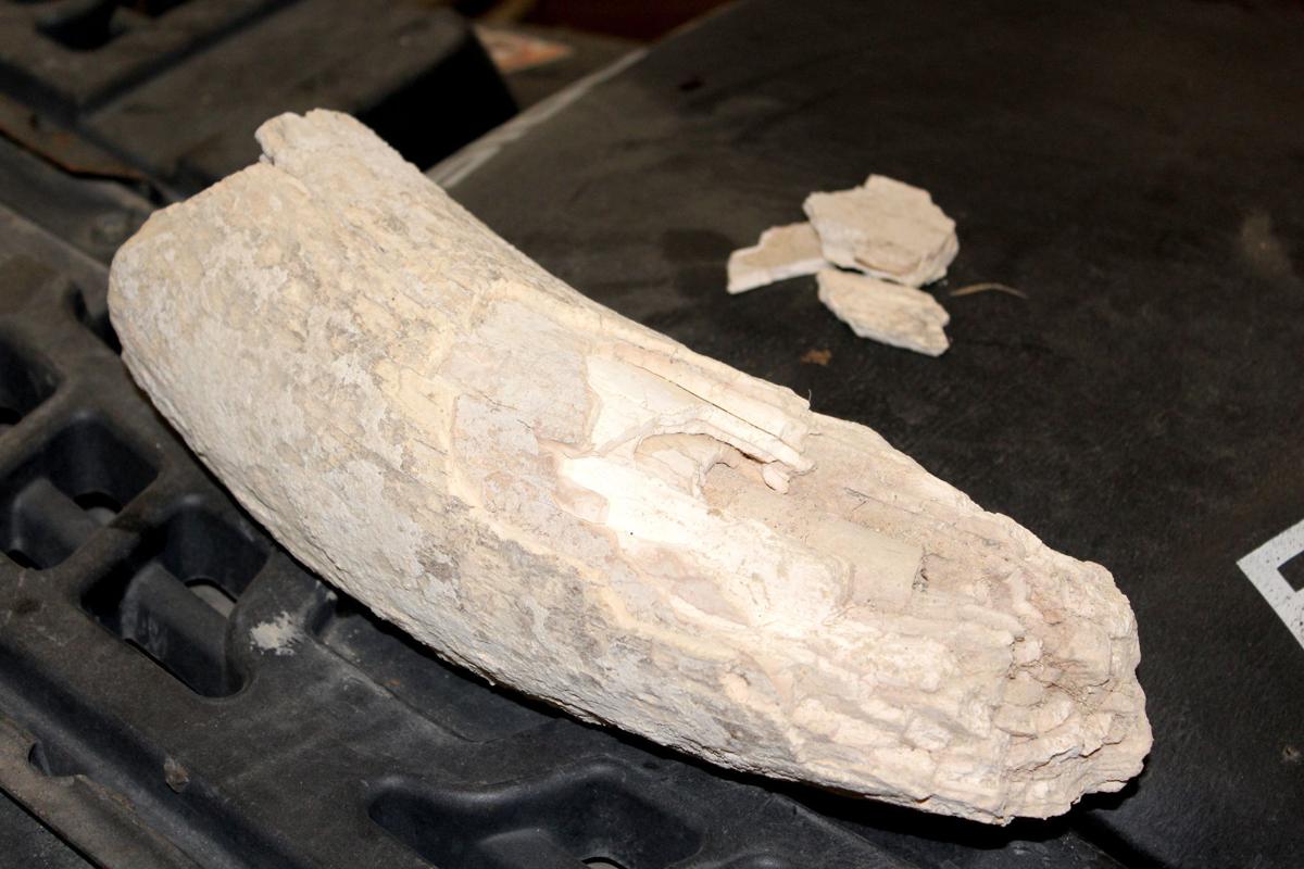 Rare mammoth tusk unearthed in Cub River area The Herald Journal