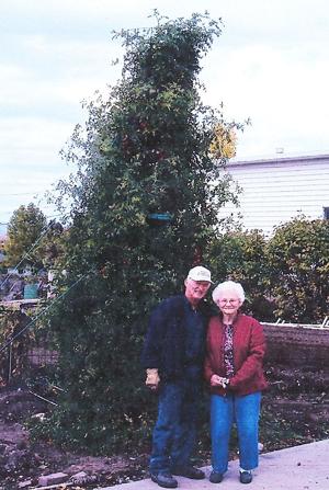 <p>Verlin and Dot Simmons stand next to a 14-foot-high cherry tomato plant at their Providence home. Photo courtesy George Hill</p>