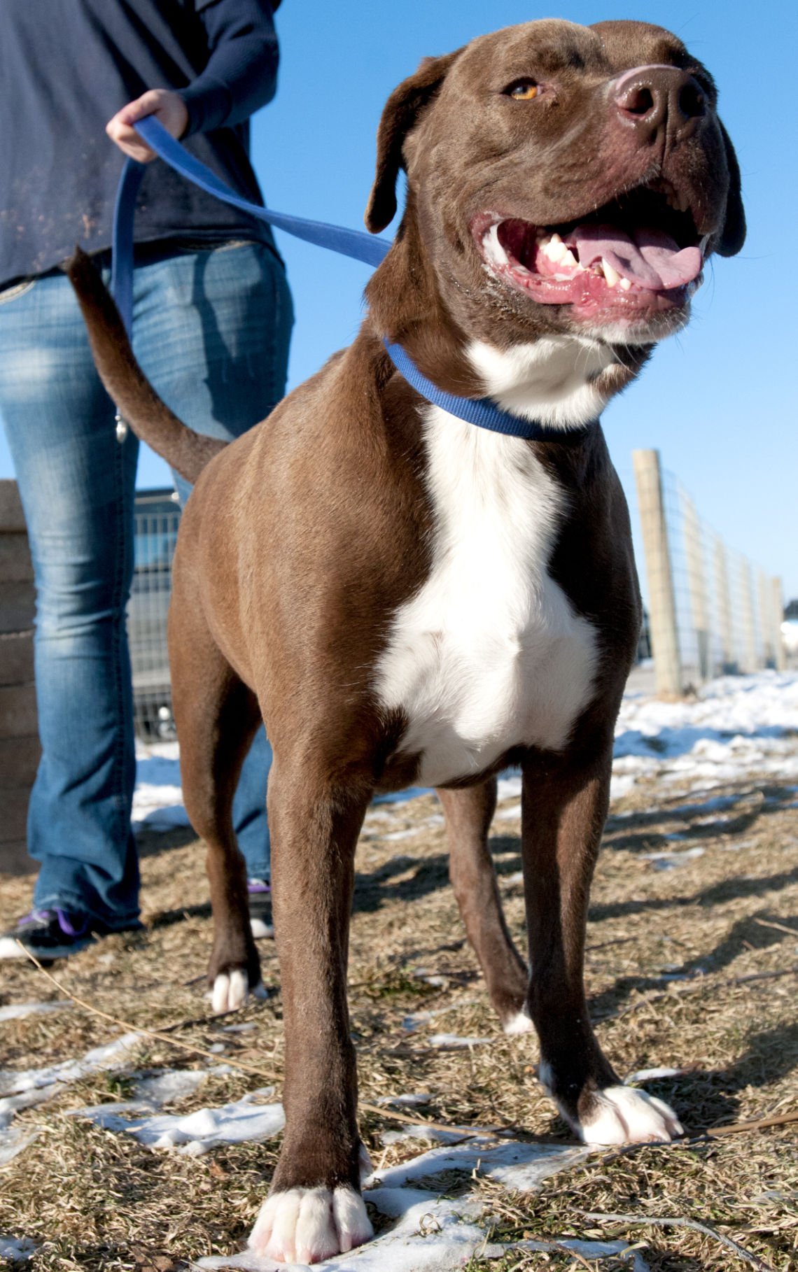 New state law ends Smithfield's dog breed restrictions | Cache Valley