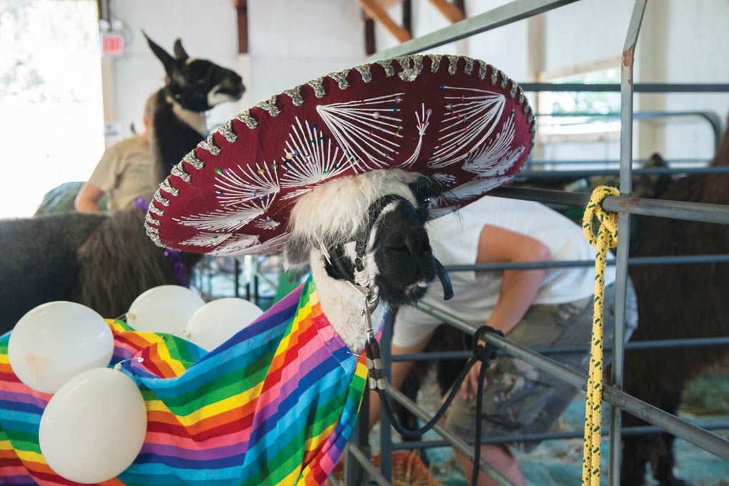 Clark county fair discount coupons